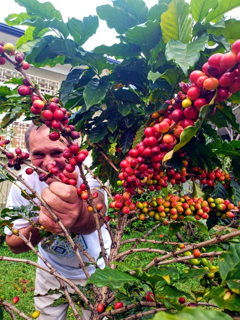 récolte du café brésil