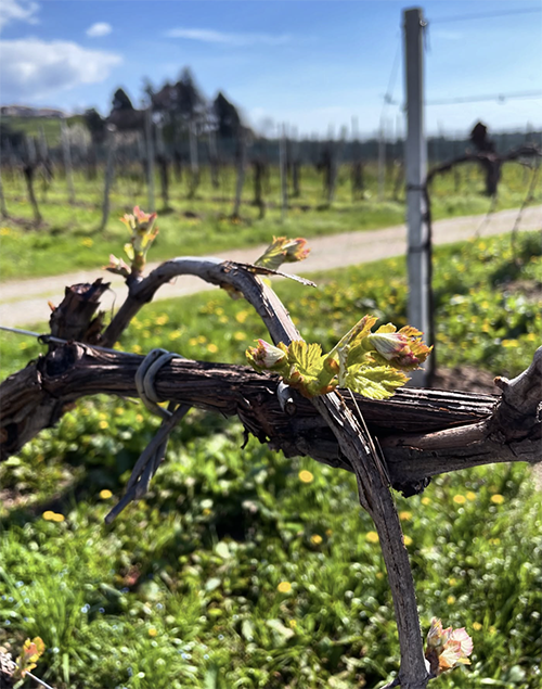 Glera vines during spring