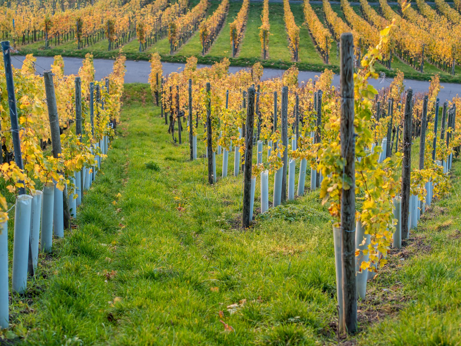 vins-alsace-cave-en-ligne-adegas-terroirs.jpg