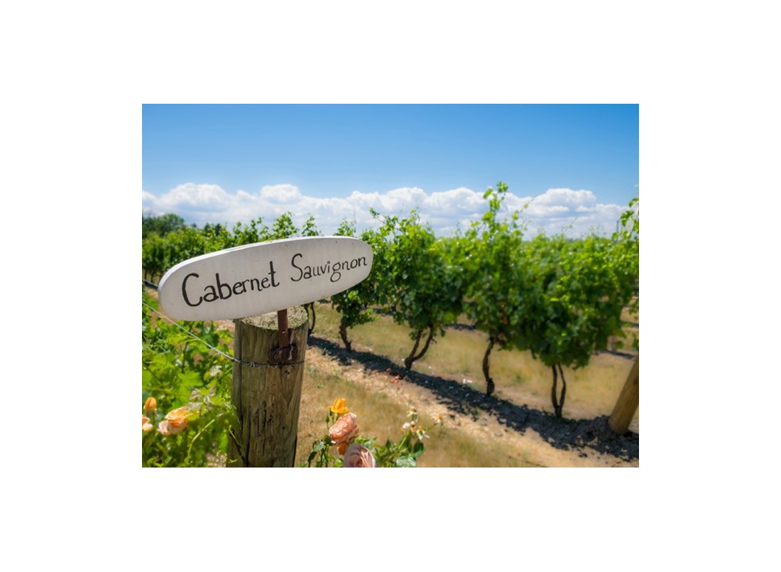 Cabernet Sauvignon: discovering the king of grape varieties